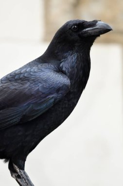 Genel Kuzgun (Corvus corax)