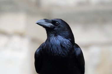 Genel Kuzgun (Corvus corax)