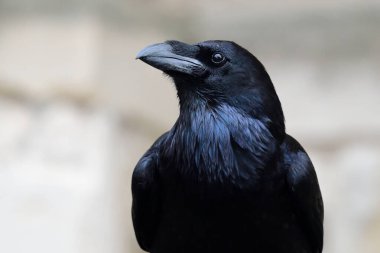 Genel Kuzgun (Corvus corax)