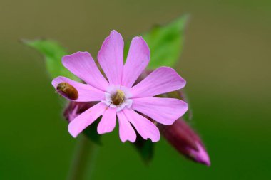 Kırmızı kamp (Silene doica)