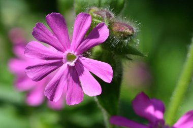 Kırmızı kamp (Silene dioica)