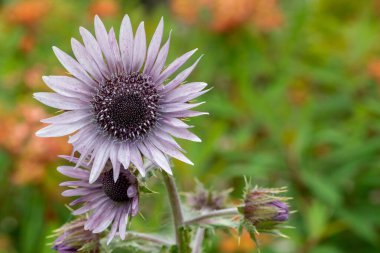 Mor berkheya (berkheya purpurea)