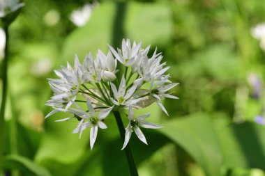 Ramson çiçeği (allium ursinum)