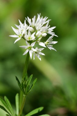 Ramson çiçeği (allium ursinum)