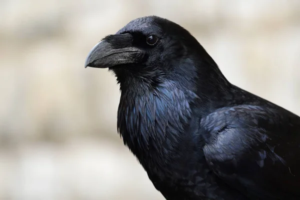 常见乌鸦(Corvus corax)) — 图库照片