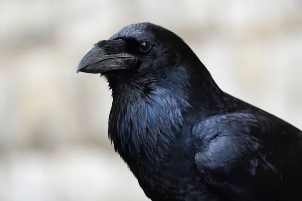 常见乌鸦(Corvus corax)) — 图库照片