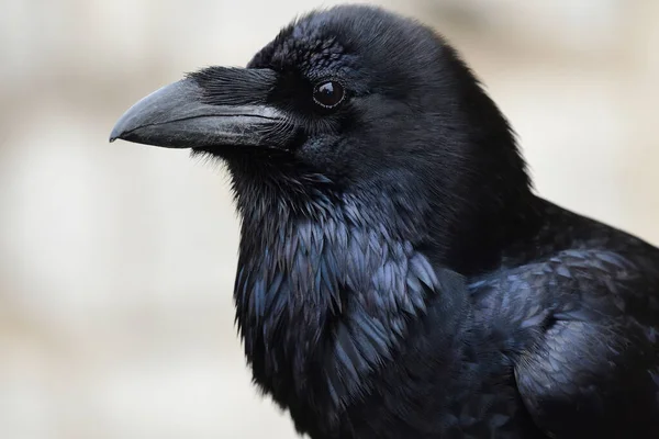 常见乌鸦(Corvus corax)) — 图库照片