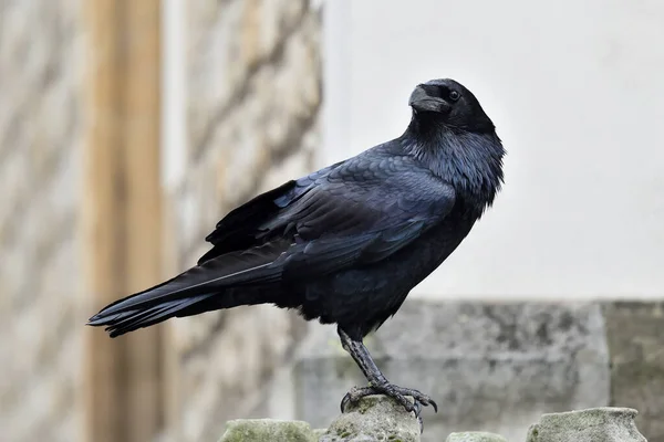 常见乌鸦(Corvus corax)) — 图库照片