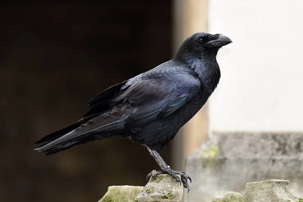 Vanlig korp (Corvus corax)) — Stockfoto