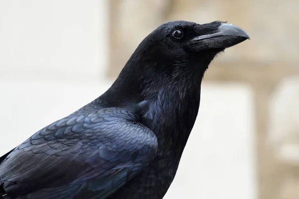 常见乌鸦(Corvus corax)) — 图库照片