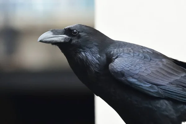 Vanlig korp (Corvus corax)) — Stockfoto