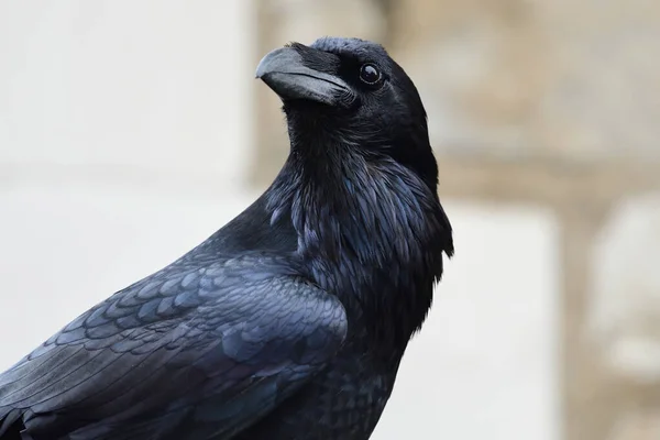 常见乌鸦(Corvus corax)) — 图库照片