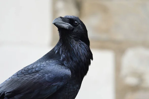 常见乌鸦(Corvus corax)) — 图库照片