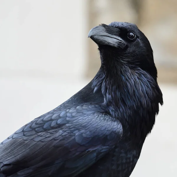 Коммон Равен (Corvus corax)) — стоковое фото