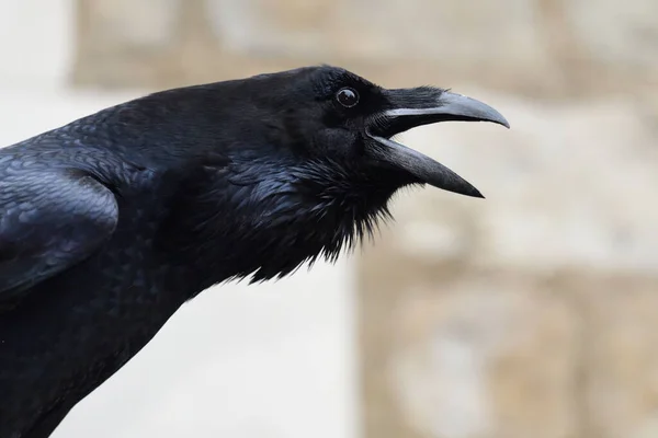 常见乌鸦(Corvus corax)) — 图库照片