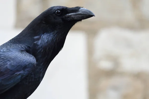 Cuervo común (Corvus corax) — Foto de Stock