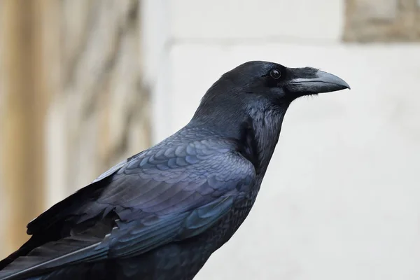 常见乌鸦(Corvus corax)) — 图库照片