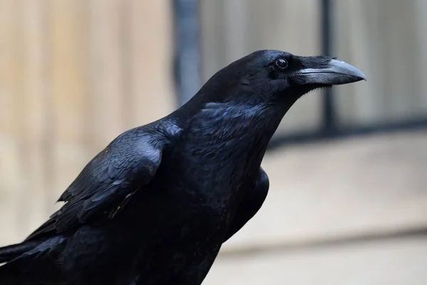 常见乌鸦(Corvus corax)) — 图库照片