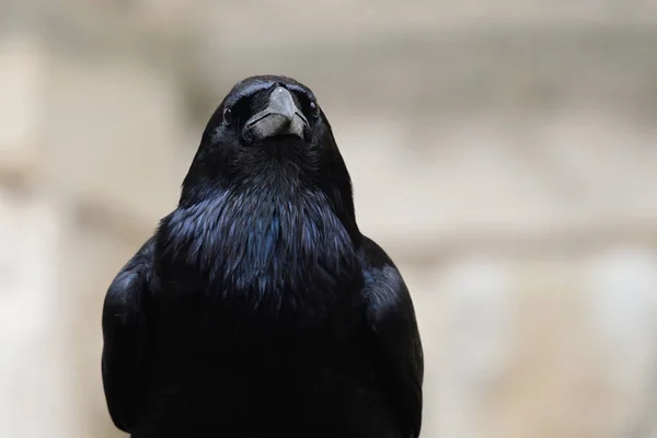Vaak raaf (Corvus corax)) — Stockfoto