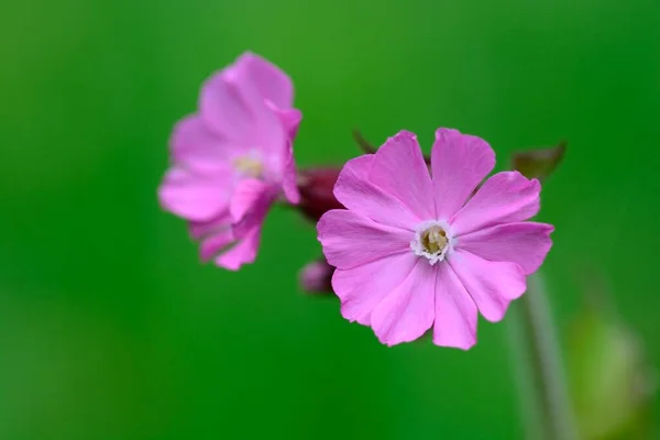 红营地（Silene doica）) — 图库照片