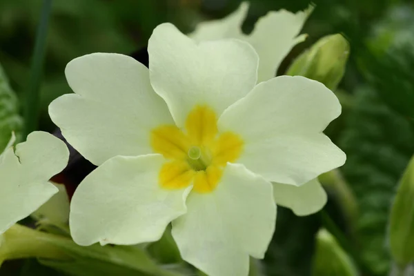 Yaygın çuha çiçekleri (primula vulgaris)) — Stok fotoğraf