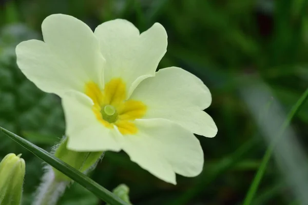 Onagre commune (primula vulgaris) ) — Photo