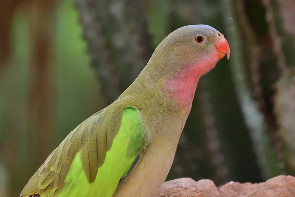 Parakeet princesa (polytelis alexandrae ) — Fotografia de Stock