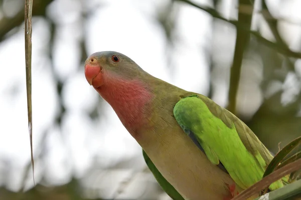 Periquito princesa (polytelis alexandrae ) — Foto de Stock