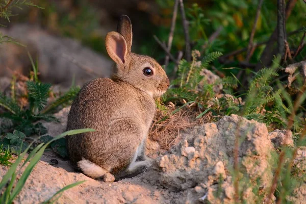 Cute rabbit — Stock Photo, Image