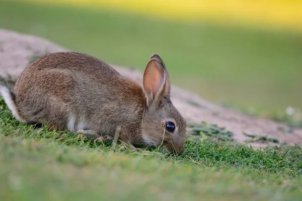 Retrato de coelho — Fotografia de Stock