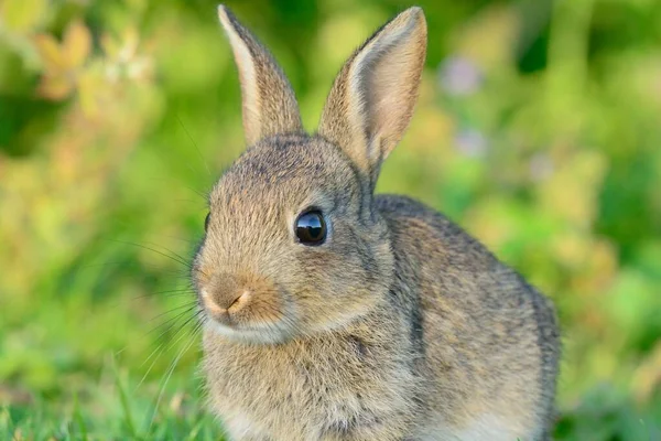 赤ちゃんウサギ — ストック写真