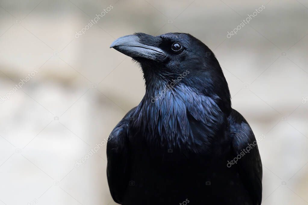 Common raven (corvus corax)