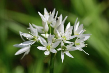 Ramson çiçeği (allium ursinum)