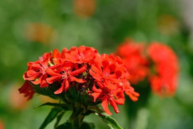 agrostemma chalcedonica