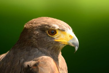 Harris 'in şahini (Parabuteo unicinctus)