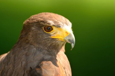 Harris 'in şahini (Parabuteo unicinctus)