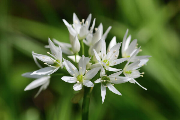Ramson flower (allium ursinum)