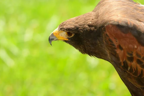 Harris 'in şahini (Parabuteo unicinctus) — Stok fotoğraf