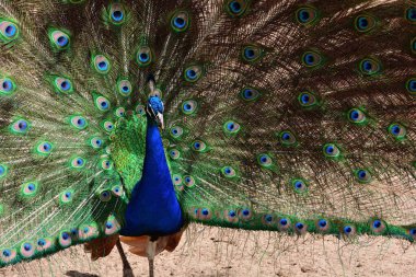 Hint Tavuskuşu (pavo kriteri)