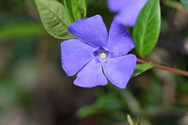 Daha az salyangozu (Vinca küçük)