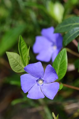 Daha az salyangozu (Vinca küçük)