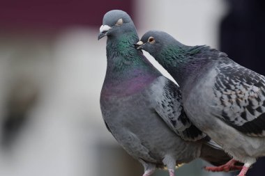 Genel güvercin (columba livia)