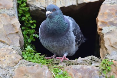 Genel güvercin (columba livia)