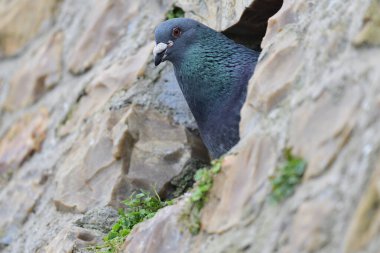 Genel güvercin (columba livia)