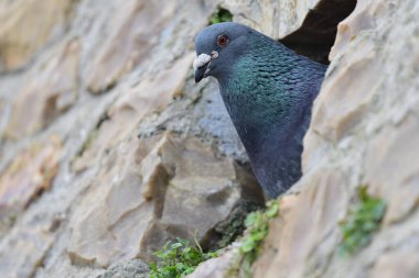 Genel güvercin (columba livia)