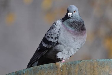 Genel güvercin (columba livia)