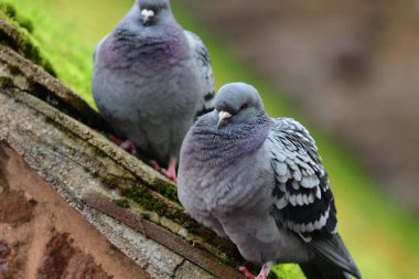 Genel güvercin (columba livia)