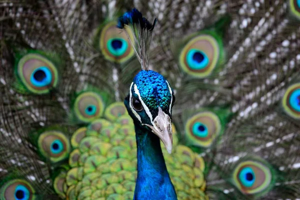 Peacock portret — Stockfoto