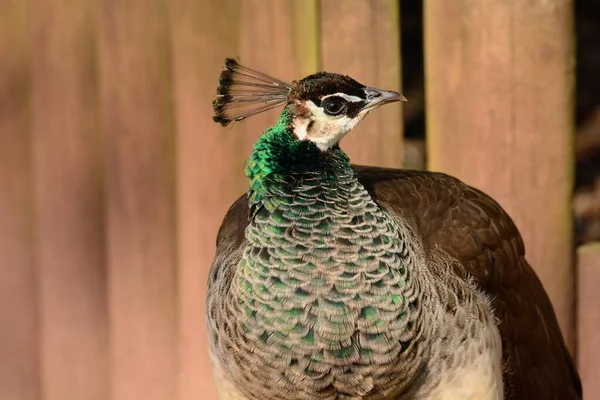 Pávókréta (pavo cristatus)) — Stock Fotó