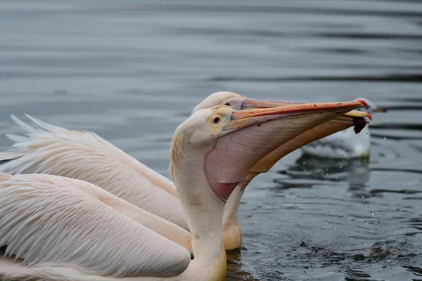 Pelikan su — Stok fotoğraf